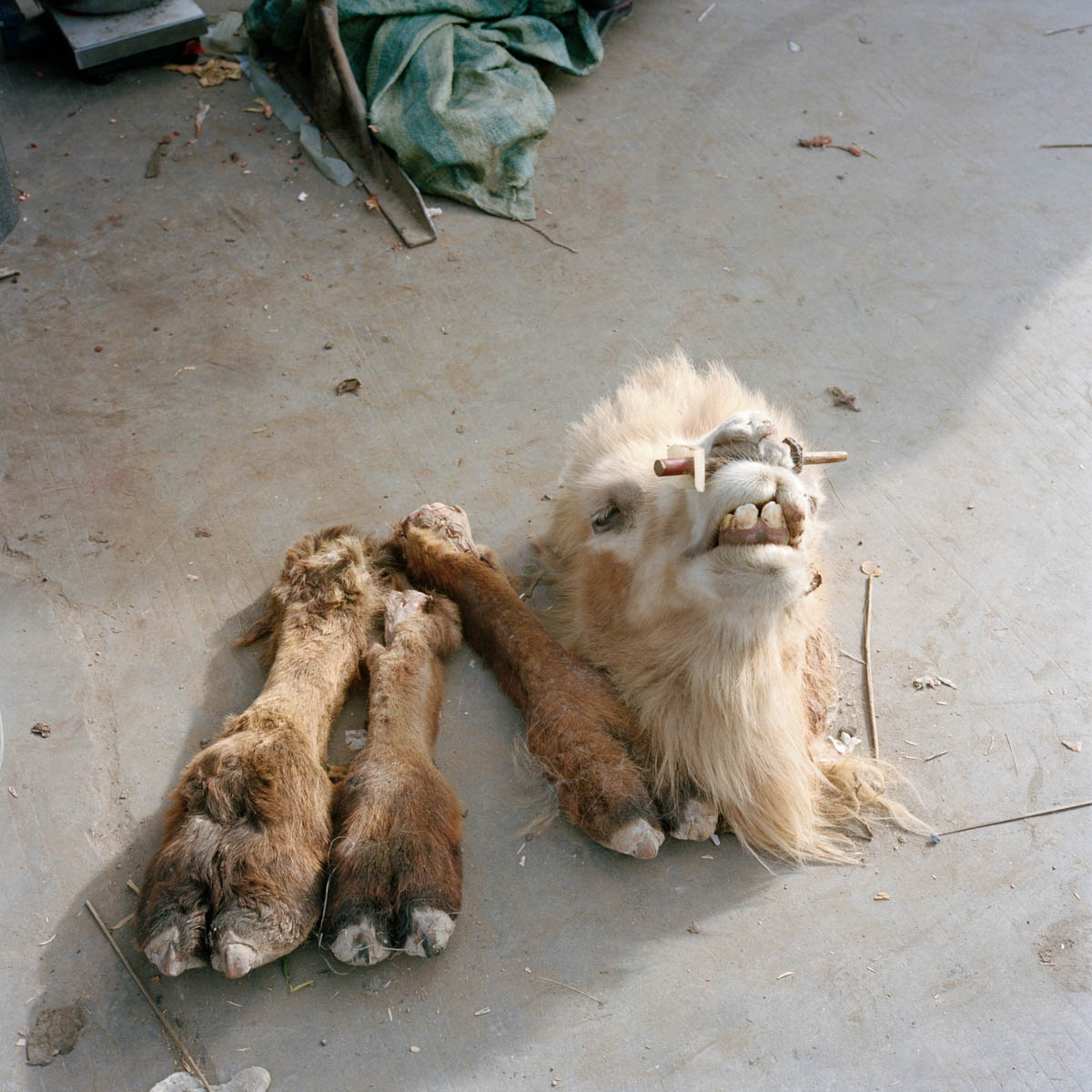 Food Market, dear Camel's Head and Paws - Head and paws of a camel in the Hotan market indicating a meat vendor. Hotan, Xinjiang, China 2012.