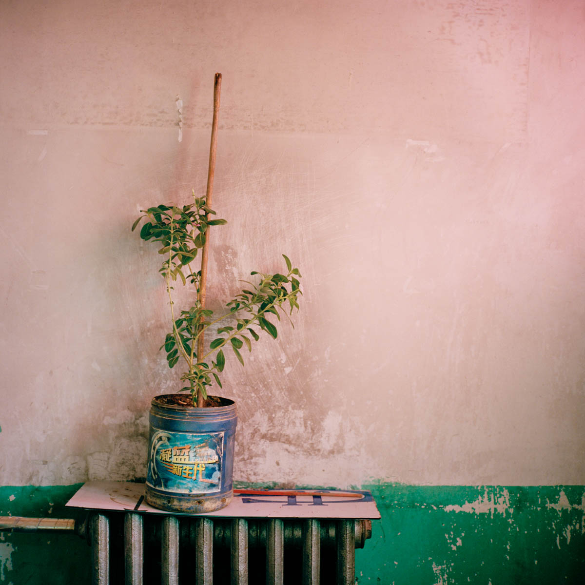 Plant in a blucket - Detail of an interior. Hotan, Xinjiang, China 2012. 