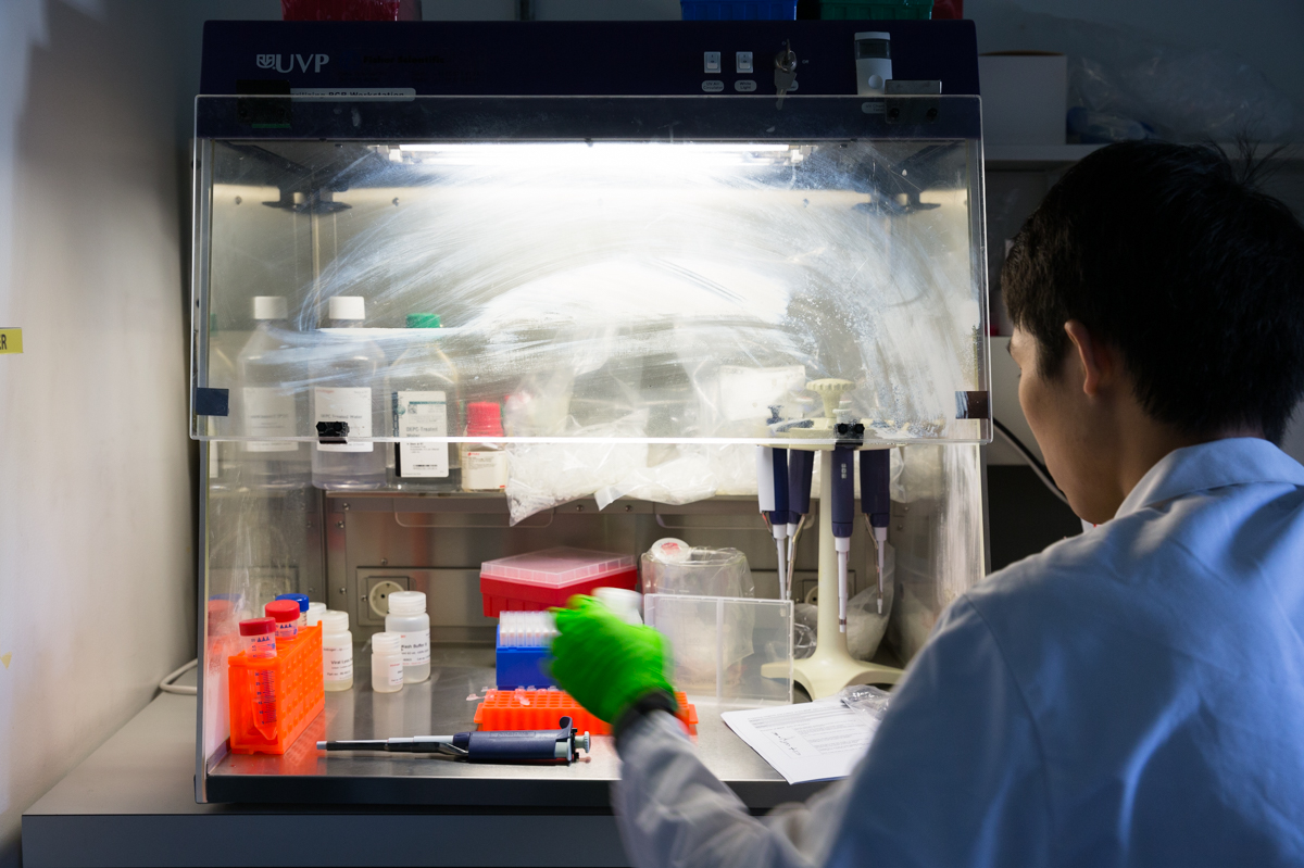 Charles Gan, 22, at the fume hood, infecting cells with pathogenic viruses found in wastewater. The cells infected by viruses will die and are easily identifiable by microscope. EPFL, Lausanne, June 2017