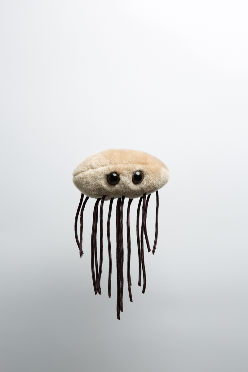 A soft toy of an Escherichia coli, or E. coli, bacterium. Many strains of E. coli are harmless, and large numbers are present in the human and animal gut. Nevertheless, pathogenic strains of E. coli can also escape the confines of the human and animal intestinal tracts and cause both urinary and serious abdominal infections. E. coli excreted in feces can contaminate water resources through runoff or improper sewage treatment. For example, raw vegetables irrigated by contaminated water are common E. coli offenders. EPFL, Lausanne, June 2017