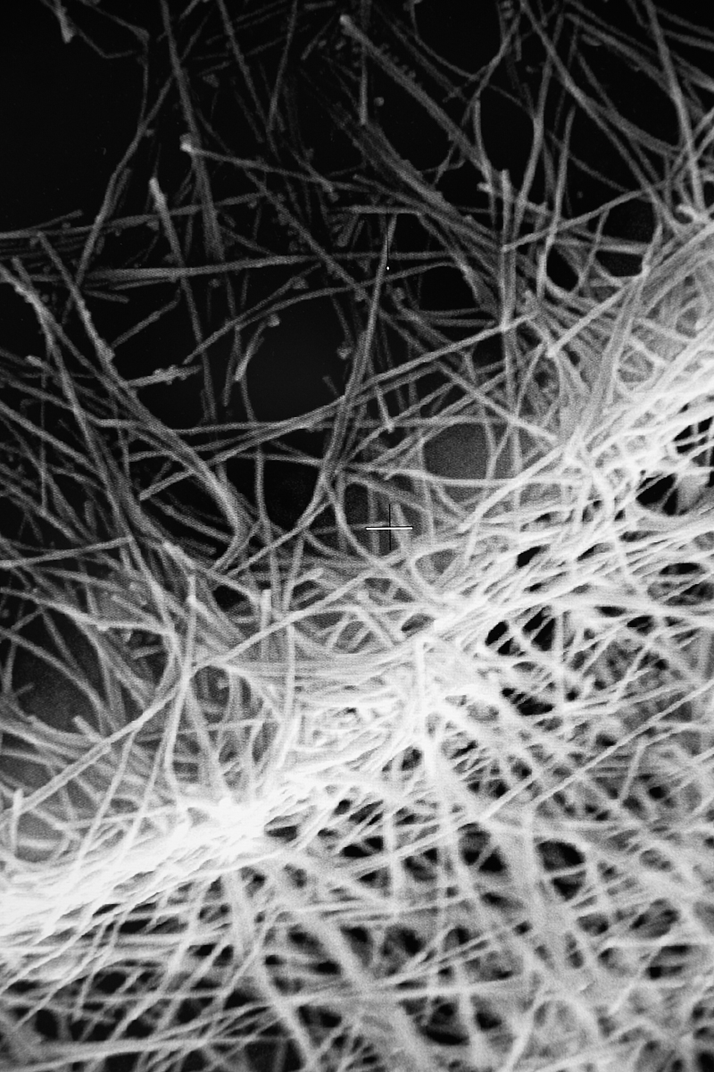 SEM image (Scanning Electron Microscope) of silver nanowires. They can be used as conductive material for piezoelectric devices. EMPA, Dübendorf, September 2018.