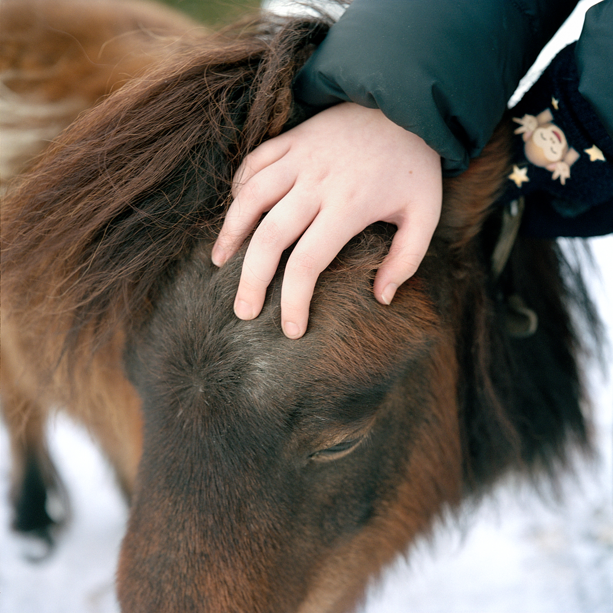 C’est grâce à la lecture et à ses trois poneys qu’Ilona a réussi à tenir le coup. Ici, Jenny, un poney Shetland, véritable confident de la jeune fille. Lentigny, décembre 2017.