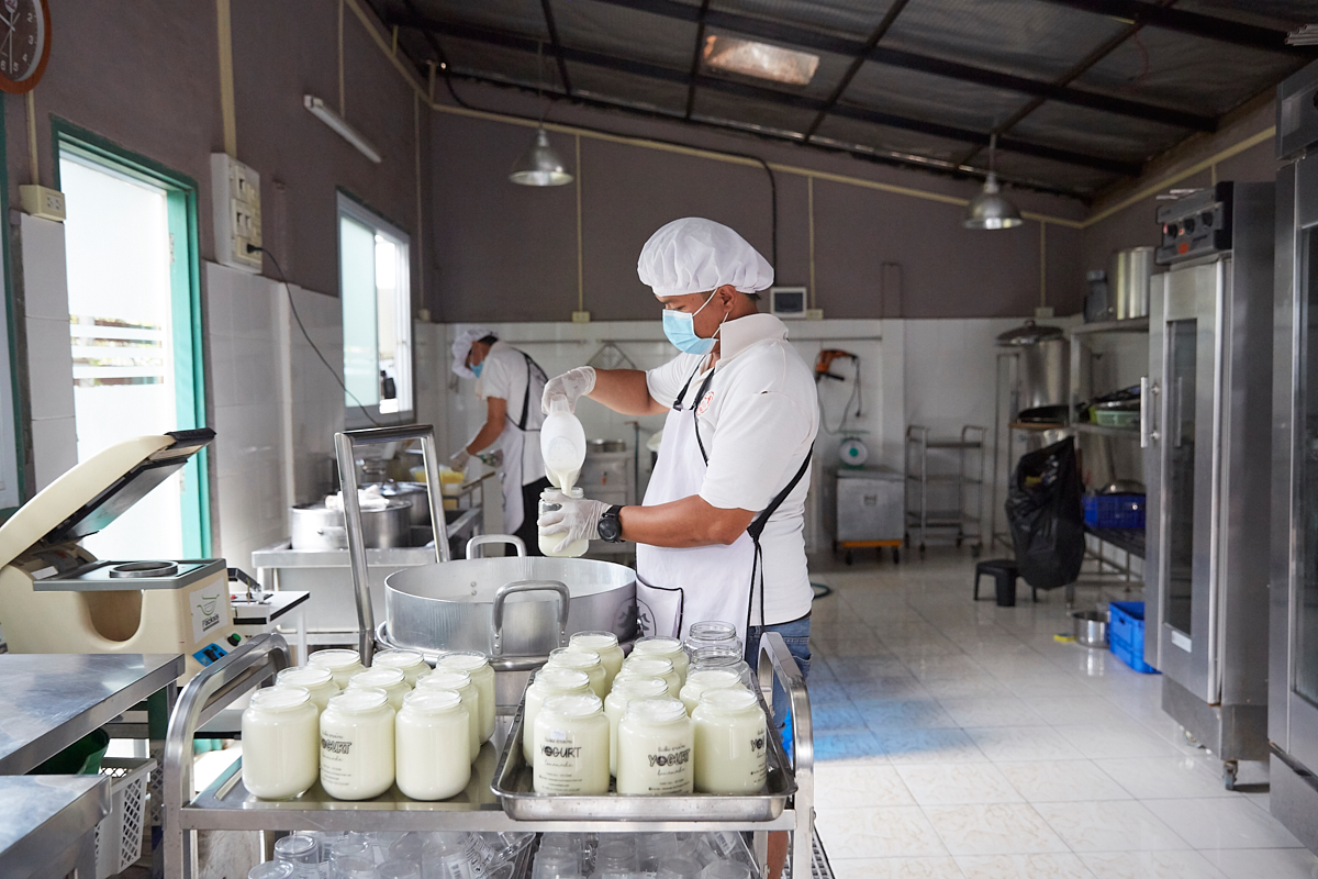 After a brief fermentation, the fresh yoghurt is poured in 1 kg jars, then sealed and packed for sale. Various flavors are available, from mango to passion fruit or mulberries. All flavors are made from local fruit jams. Vientiane, Laos, November 2018.